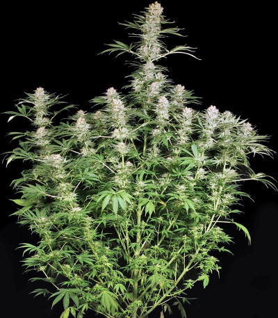 Семена марихуаны Ortega Indica