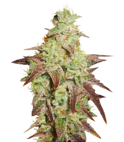 Семена сорта Auto Night Queen fem (Dutch Passion)