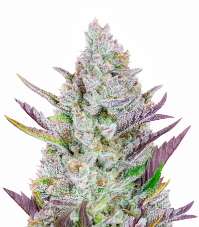 Семена сорта Wedding Glue Auto fem (FastBuds)