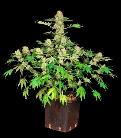 Семена сорта Ak 47 fem (Семяныч)