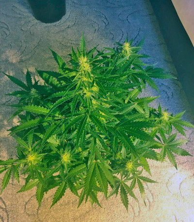 Семена сорта Kalashnikova Auto fem