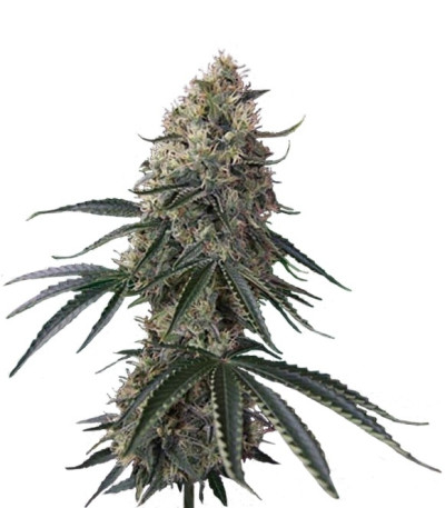 Семена сорта Sin Tra Bajo Auto fem