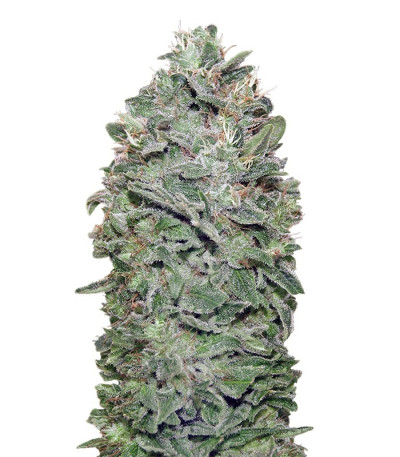 Семена сорта Sweet Soma fem (00 Seeds)