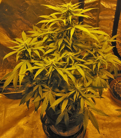 Семена сорта Devotchka Auto fem (Doctor’s Choice)