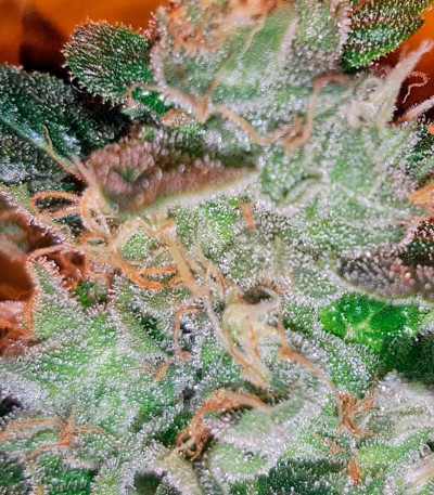 Семена сорта Kritikal-K fem