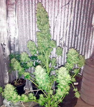 Семена сорта Satori reg (Mandala Seeds)