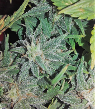 Семена сорта Smokin Gun Auto fem (Dr. Krippling Seeds)