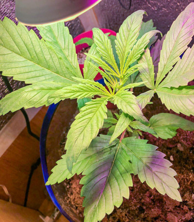 Семена сорта Super Mazar fem (Victory Seeds)