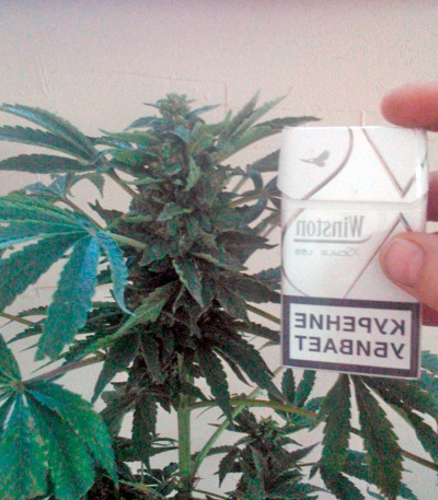 Семена сорта White Magic fem