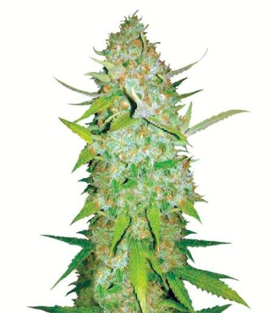Семена сорта Auto Ak fem (Bulk Seed Bank)