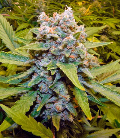 Семена сорта Think Big auto fem