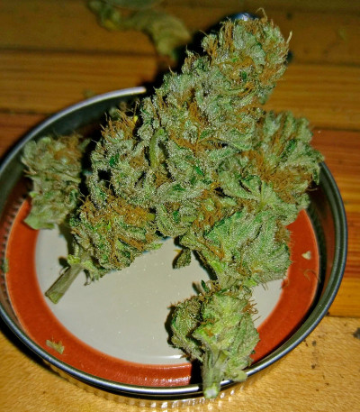 Семена сорта Muneka Rusa (Russian Doll) fem