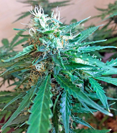 Семена сорта Northen Light X Skunk fem (World of Seeds)