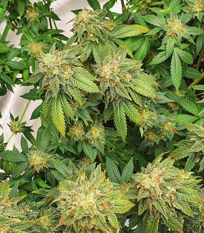 Семена сорта Watermelon Zkittlez fem