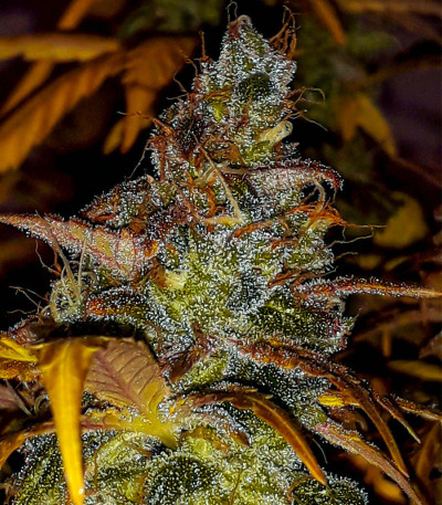 Семена сорта Critical Kali Mist fem (Delicious Seeds)