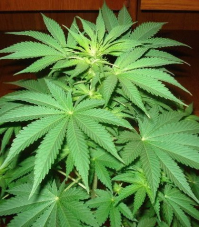 Семена сорта Jack La Mota fem