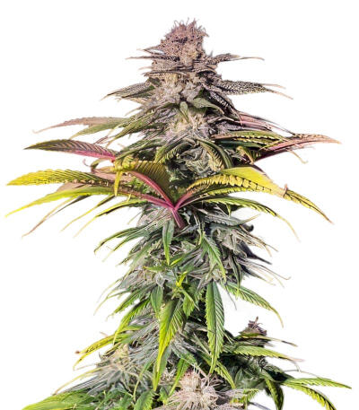 Семена сорта Sour MAC F1 fem (Seedkeepers)