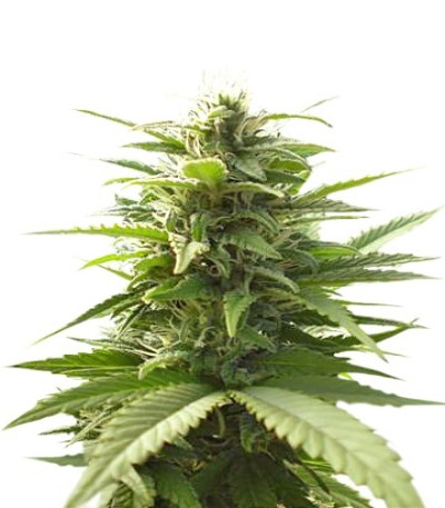 Семена сорта Mr. Bubble reg