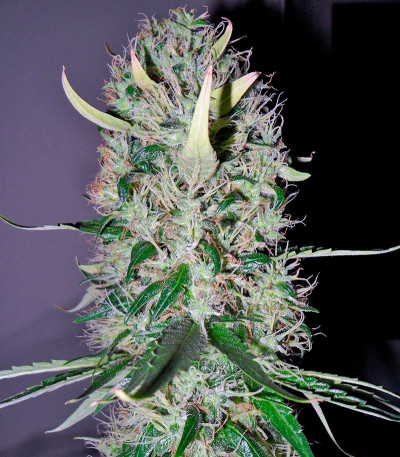 Семена каннабиса Arjan's Haze #3