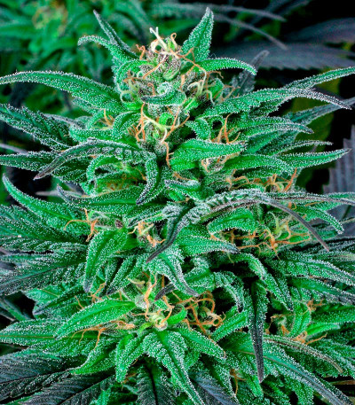 Семена сорта Biddy Early fem (Serious Seeds)