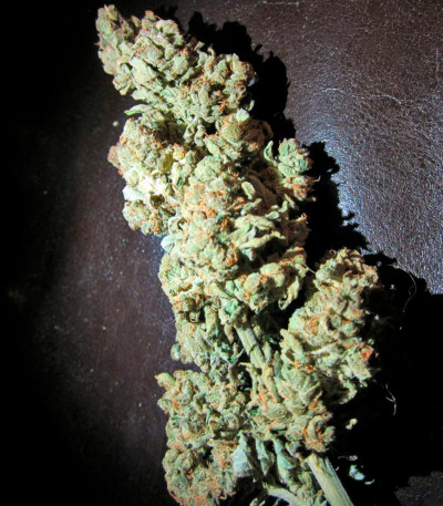 Семена сорта Hobbit Auto (Ginger Punch Auto) fem