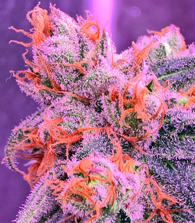 Семена сорта Power Kush fem (Dinafem Seeds)