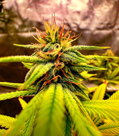 Семена сорта Roze Runtz fem (AlphaFem Seeds)