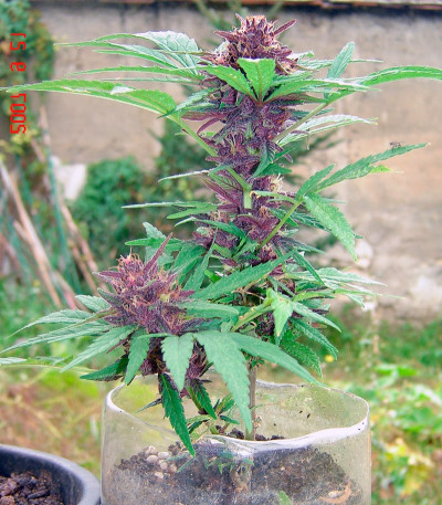 Сорт марихуаны Twilight