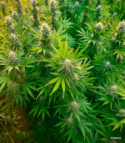 Семена сорта Gorilla Zkittlez fem (Семяныч)