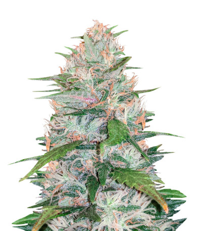 Семена сорта Strawberry Cream fem (Sumo Seeds)
