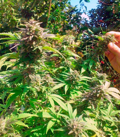 Семена сорта White Berry fem (Paradise Seeds)