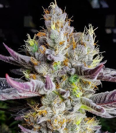 Семена сорта Booberry Cookies RBX fem (Ethos Genetics)