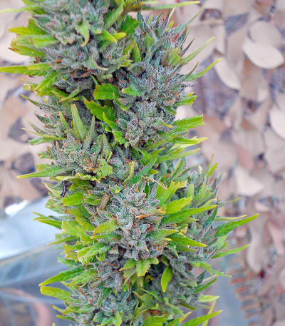 Семена сорта Colombian Gold fem (World of Seeds)