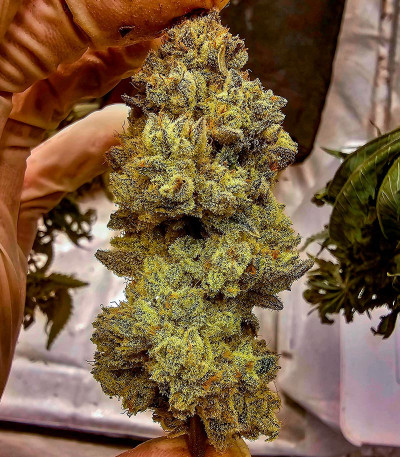 Семена сорта Crescendo RBX1 fem (Ethos Genetics)