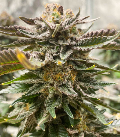 Семена сорта Girl Scout Cookies fem