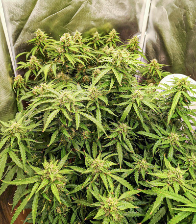 Семена сорта Original Auto Critical fem (FastBuds)