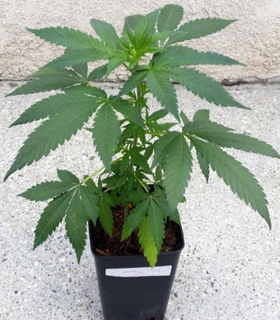 Семена сорта Punky Lion fem (Samsara Seeds)