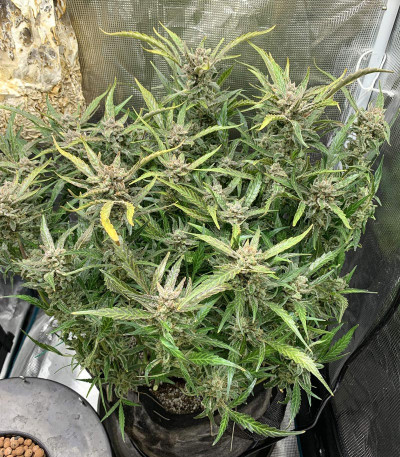 Семена сорта Auto Colorado Cookies fem (Dutch Passion)