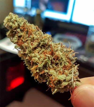 Семена сорта Auto OG Kush fem (Victory Seeds)