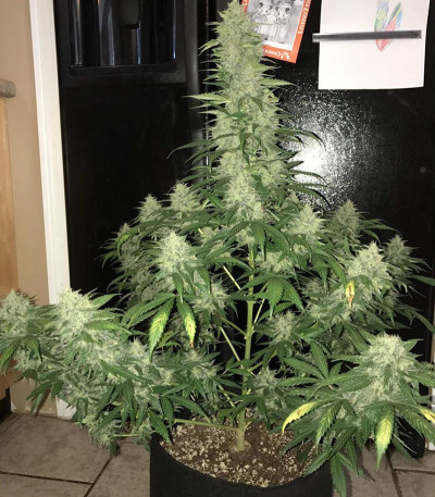 Семена сорта Blue Dream auto fem (FastBuds Seeds)