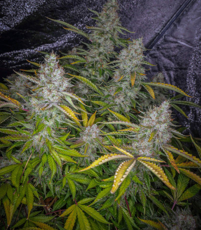 Семена сорта Tutankhamon fem (Pyramid Seeds)