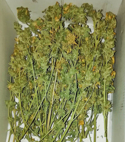 Семена сорта White Widow fem (Victory Seeds)