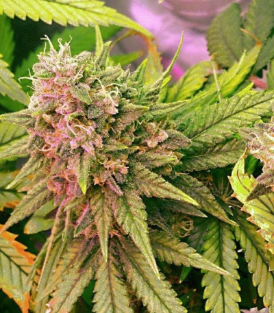 Семена сорта Bubblelicious reg (Nirvana Seeds)