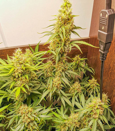 Семена сорта Gelato Auto fem (Семяныч)