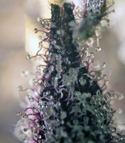 Семена сорта Sweet Special F1 Fast Version fem (Sweet Seeds)