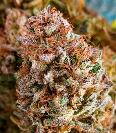 Семена сорта Zkittlez × Gorilla Glue fem (7CH Seeds & Cali Buds Seeds)