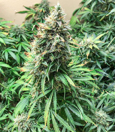 Семена сорта Northern Lights Auto fem (Семяныч)