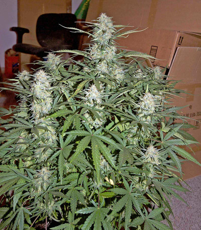 Семена сорта Critical Jack Autoflowering fem (Dinafem Seeds)