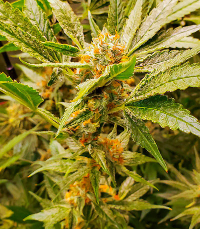 Семена сорта Dozy Cake fem (AlphaFem Seeds)