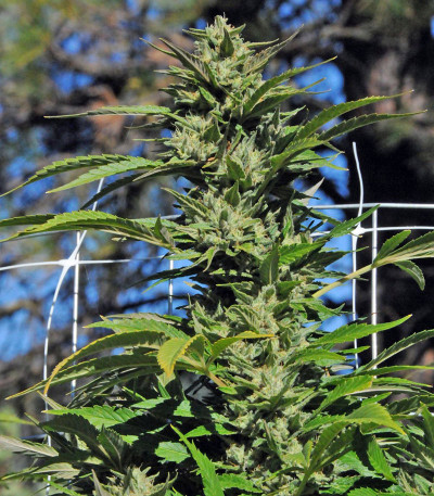 Семена сорта Dr. Greenthumb’s Em-Dog by B-Real fem